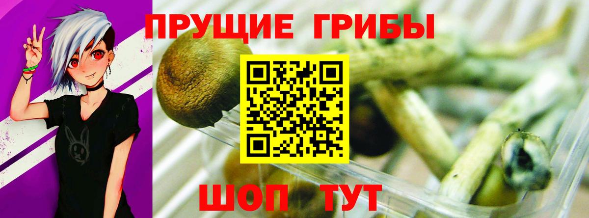 Псилоцибиновые грибы Psilocybine cubensis Новороссийск